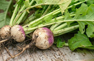 MYLAWN Turnip Seeds (Purple Top) Seed(1200 per packet)