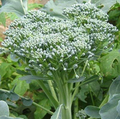 VibeX KGF -54 - Broccoli Green Calabrese - (1350 Seeds) Seed(1350 per packet)