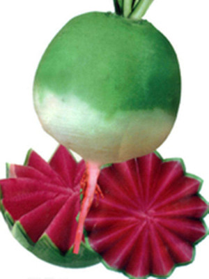 CYBEXIS Hybrid Round White Red Redish Seeds2000 Seeds Seed(2000 per packet)