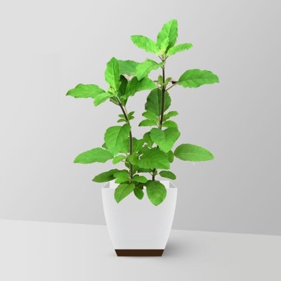 SUNWAN BASIL, Holy Rama Tulsi/रामा तुलसी Plant Seed(100 per packet)