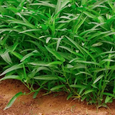 Qualtivate HUA-2A Chinese Water Spinach/Morning Glory Seed(50 per packet)