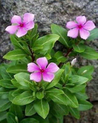 Arshiayat Vinca Seed(10 per packet)