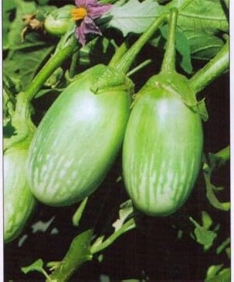 ibains Brinjal tomato seeds Seed(420 per packet)