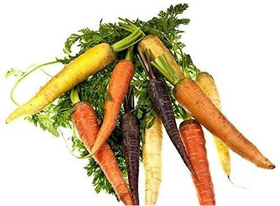 KNESSiN Carrot - Variety Mix with Multi - Coloured Roots - Seeds Seed(250 per packet)