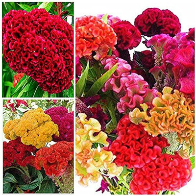 Aywal Celosia Cockscomb Seed(80 per packet)
