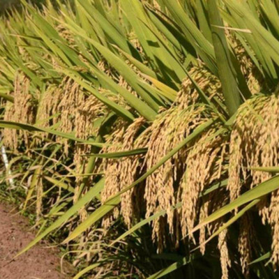 SeeGreen Rice Paddy Seeds, Miniket Paddy For Puja, Germination Paddy Seed(2000 per packet)