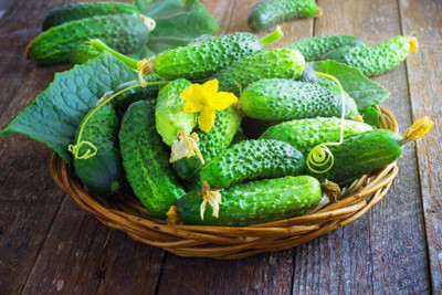 Qualtivate XXX-7A Cucumber Titus Heirloom for Pickling Seed(300 per packet)