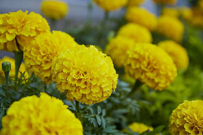 WINR marigold,gende ka phool seeds Seed(22 per packet)