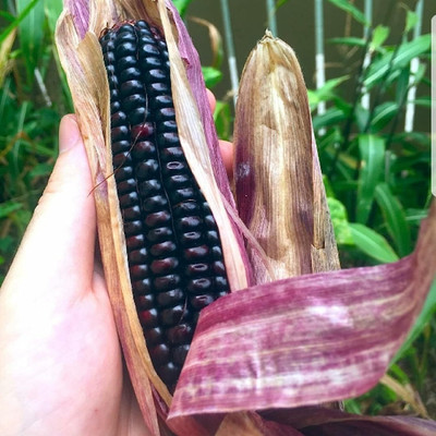 WILLVINE ROX -IV Purple Maize,Peruvian Corn Seed-[500g] Seed(2000 per packet)
