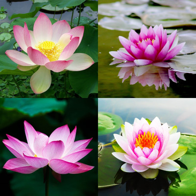 ibains Japanese lotus seeds biij 6 Seed(6 per packet)