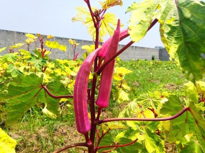 Aywal RedOkra (Lady Finger - Bhindi) Emerald Okra | Non-GMO | Fresh Garden Seed(900 per packet)