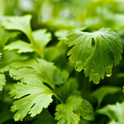 CYBEXIS VXI-87 - Cilantro Herb - (750 Seeds) Seed(750 per packet)