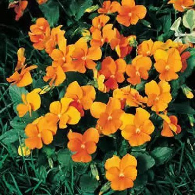 Aro Viola Seed(90 per packet)