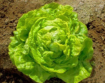 Qualtivate GUA-391 White Boston Butterhead Lettuce Seeds Seed(200 per packet)