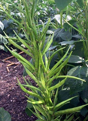 Quentova Guwar/Cluster Beans-9C-US Seed(75 per packet)