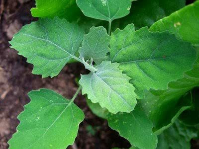 Aywal Bathua Saag Seed(10 per packet)