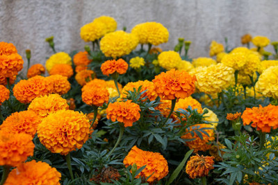 Infintegreen marigold,gende ka phool Seed(30 per packet)