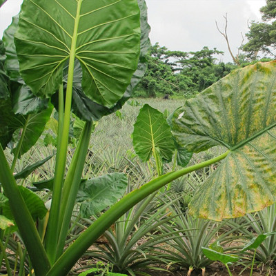 SREE Taro Root,Kachu Seed(3 per packet)