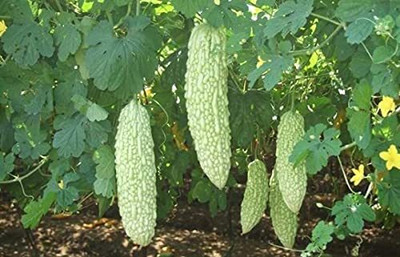 CRGO KARELA , BITTERGOURD Seed(75 per packet)