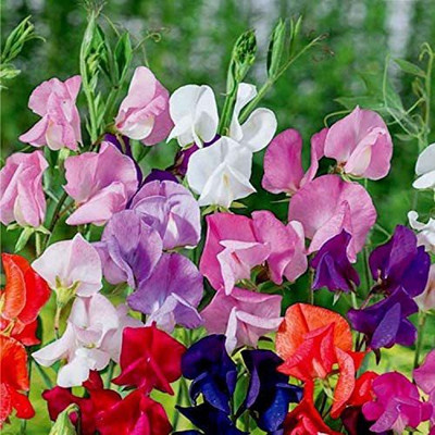 VibeX ® RXI-432 Sweet Pea Little Sweetheart Mix Seed(50 per packet)