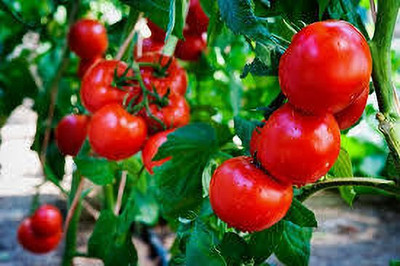 XOLDAA hybrid f1 quality tomato seeds Seed(45 per packet)