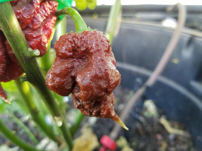 Biosnyg Disease-Resistant Hot Chocolate Reaper Pepper Seeds for Garden-(4000 Seeds) Seed(4000 per packet)