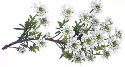Aro Candytuft Seed(115 per packet)