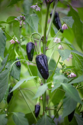 Pbevergreen Black Prince Chilli Pepper Imported Seed(880 per packet)