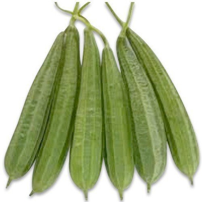KNESSiN Ridge Gourd/Luffa/Loofah Vegetable Seeds Seed(100 per packet)