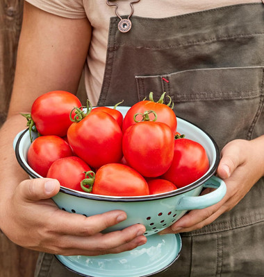 Biosnyg Non GMO Salsa Tomato Seeds For Planting - (4000 Seeds) Seed(4000 per packet)