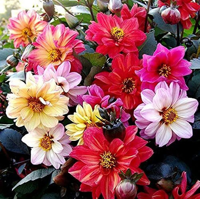 Qualtivate NDIR-286 Dahlia Unwins Dwarf Mix Double Flower Mix Around Red yellow white pink Seed(50 per packet)