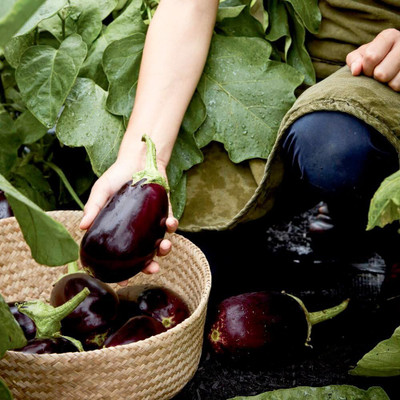Biosnyg Early-Maturing Brinjal 'Genie' - Early (400 Seeds) Seed(400 per packet)