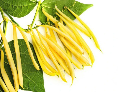 CYBEXIS BEANS YELLOW SEEDS400 Seeds Seed(400 per packet)