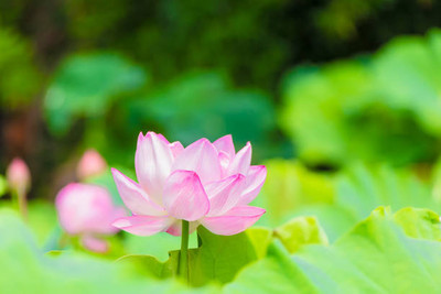 nature boon lotus,kamal seeds Seed(10 per packet)