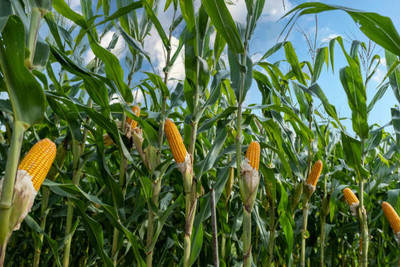 Kodali F1 Hybrid Corn Seeds Pack Of 40 Seed(40 per packet)