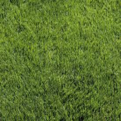ibains Korean nilgiri lawn grass seeds Seed(5200 per packet)