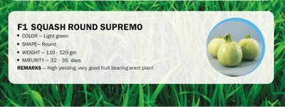 CYBEXIS F1 SQUASH ROUND SUPREMO(250 Seeds) Seed(250 per packet)