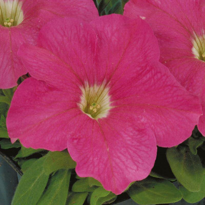Quentova Petunia Eagle Pink Flower-HQL-4C Seed(100 per packet)
