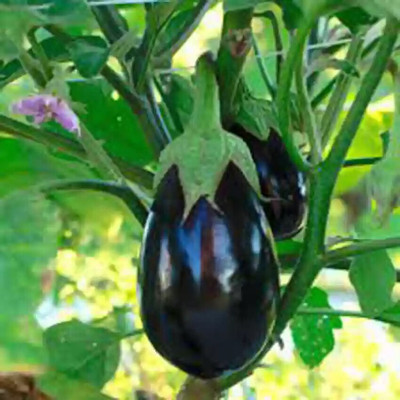 the green dotcom vegetable seeds brinjal Seed(37 per packet)