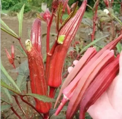 Aro Lady Finger Red, Okra, Bhindi Seed(143 per packet)