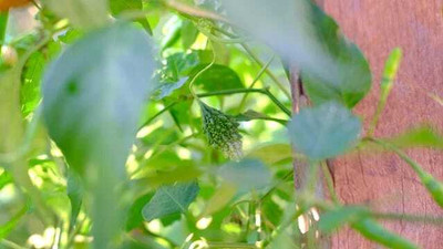 Paudhaa F1 BEST QUALITY BITTER GOURD SEEDS Seed(31 per packet)