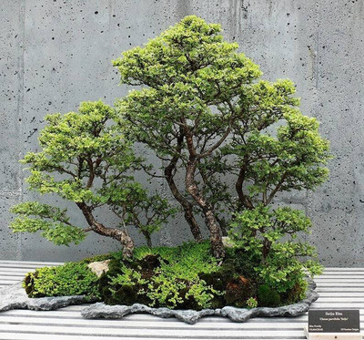 NooElec Seeds India Dwarf Chinese Elm Bonsai Tree Seed(15 per packet)