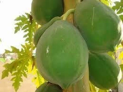 MAA Papaya, Papita Seed(150 per packet)