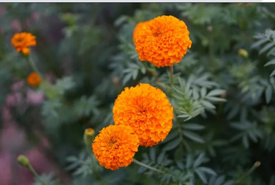 VERTISE African गेंदे का फूल / Flower Marigold/Gainda Orange Seed(100 per packet)