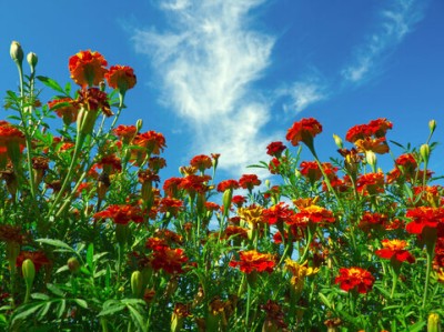 XOLDA Exotic marigold red Seed(37 per packet)