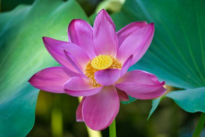 Heirloom Quality lotus,kamal gatta Seed(11 per packet)