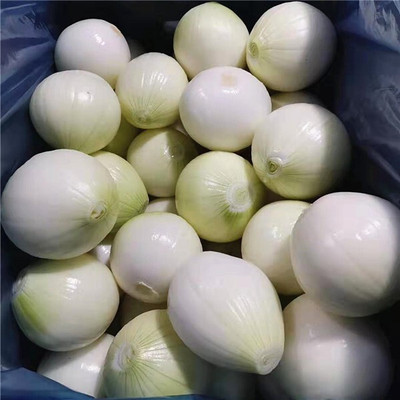 Quentova Organic White Onion Pyaj-LTK-4Z Seed(300 per packet)