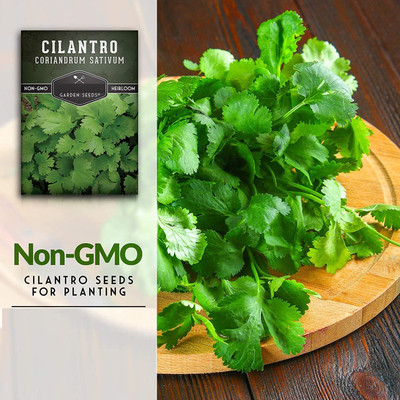 CYBEXIS KGF -3 - Cilantro (Slow Bolt) - (250 Seeds) Seed(250 per packet)