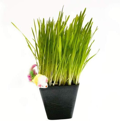 KNESSiN Open-Pollinated Hard Red Wheatgrass Seeds Perfect for Sprouting-(5000 Seeds) Seed(5000 per packet)