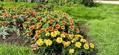 ALPHONSO MANGO TREE marigold/gende ka phool flower seeds Seed(50 per packet)
